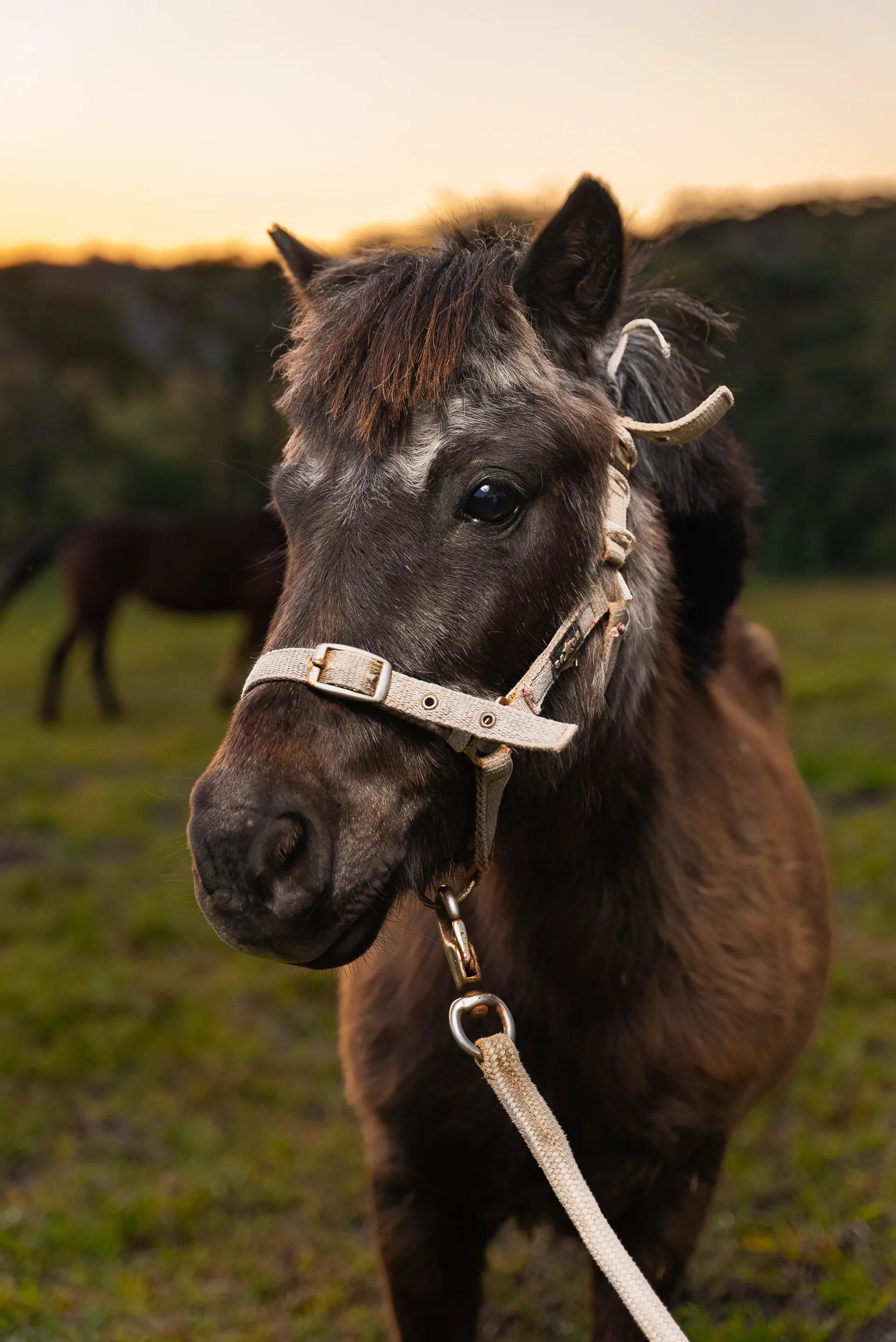 Finding Clarity Counselling — portrait of Merlin